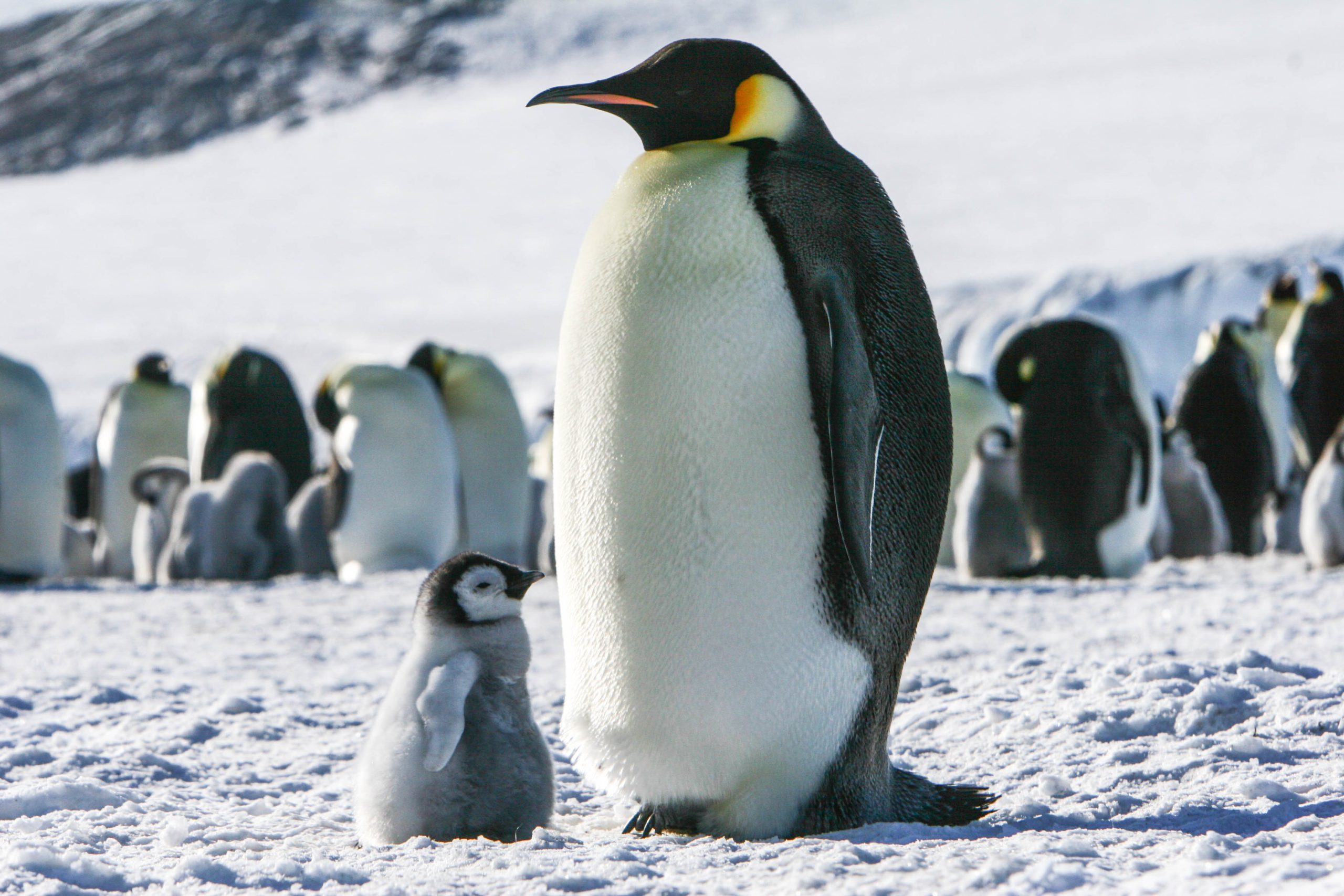 Emperor Penguin Colonies