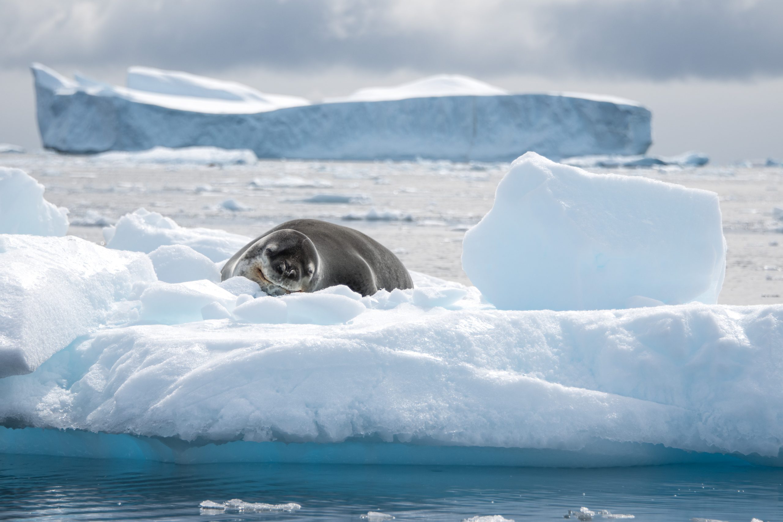 Weddell Sea