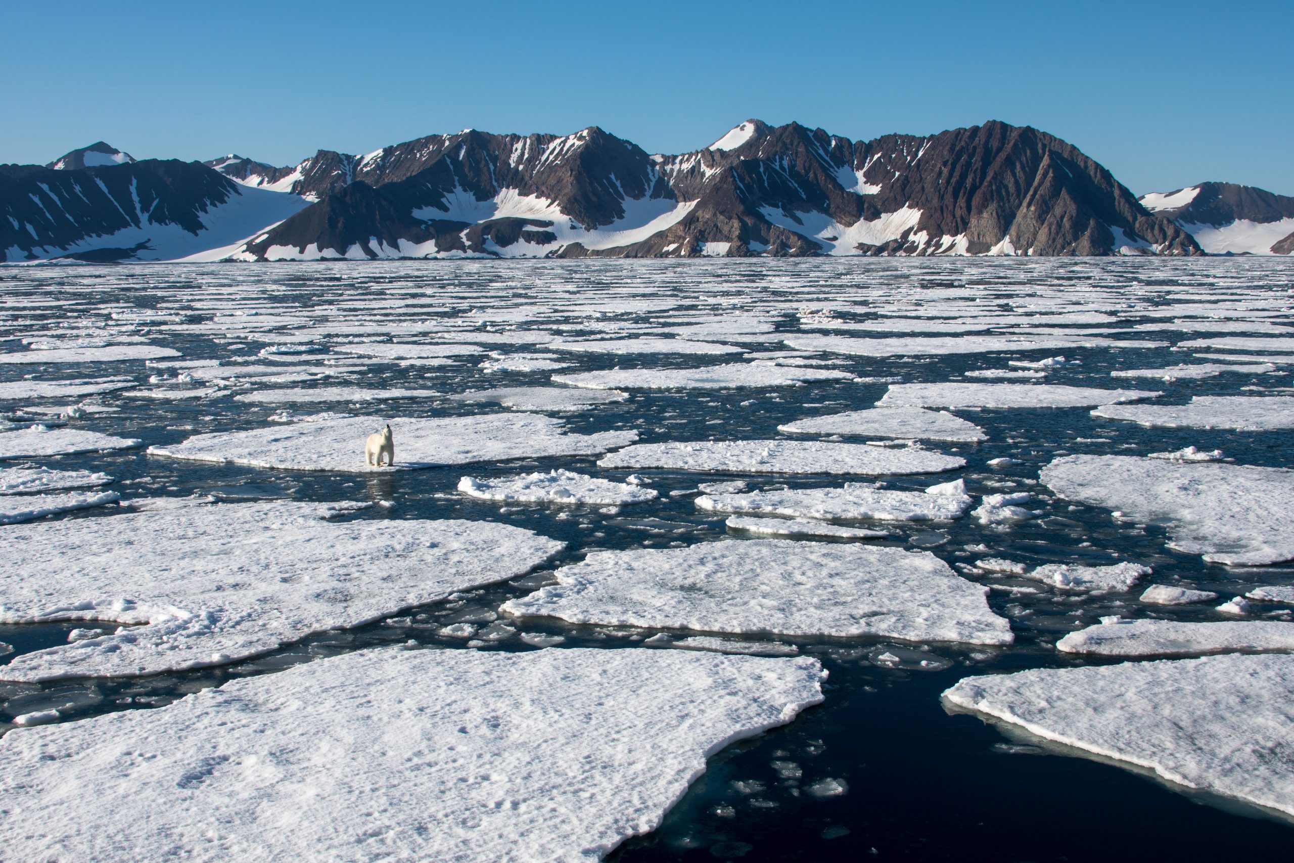 Polar Cruises Arctic. Polar bear on the pack ice.