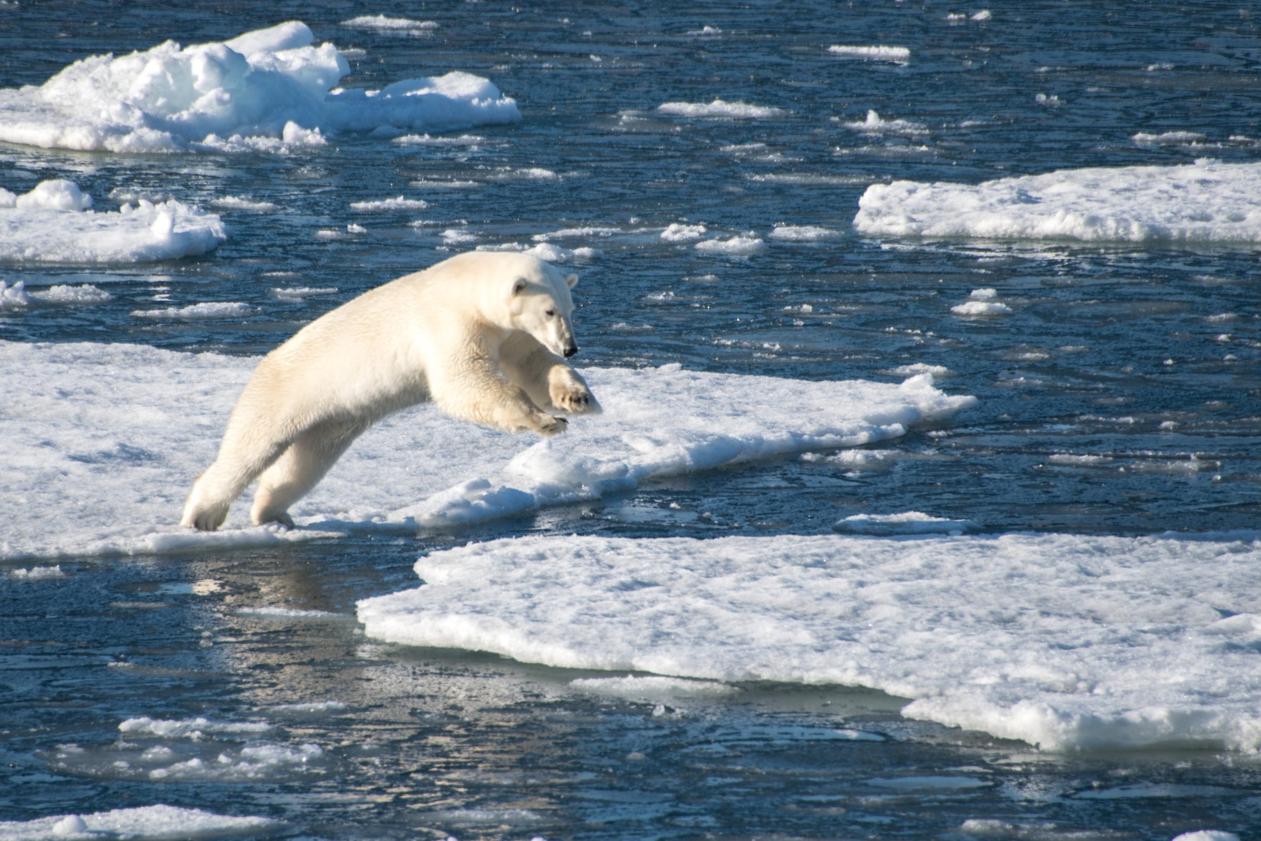 Svalbard Cruises