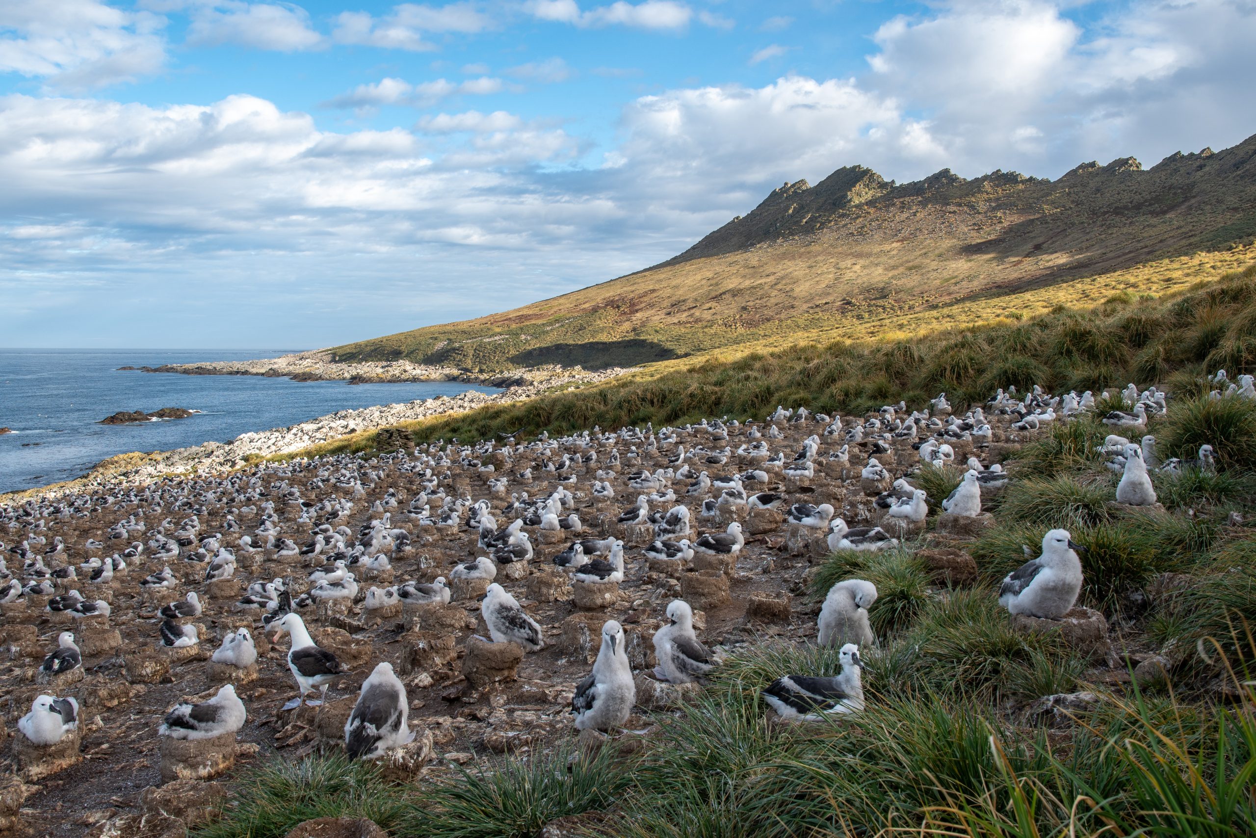 Falkland Islands