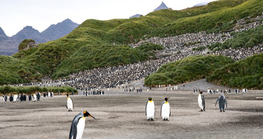 King penguins on South Georgia