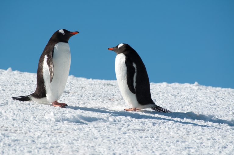 20151119-Antarctica Nikon-152