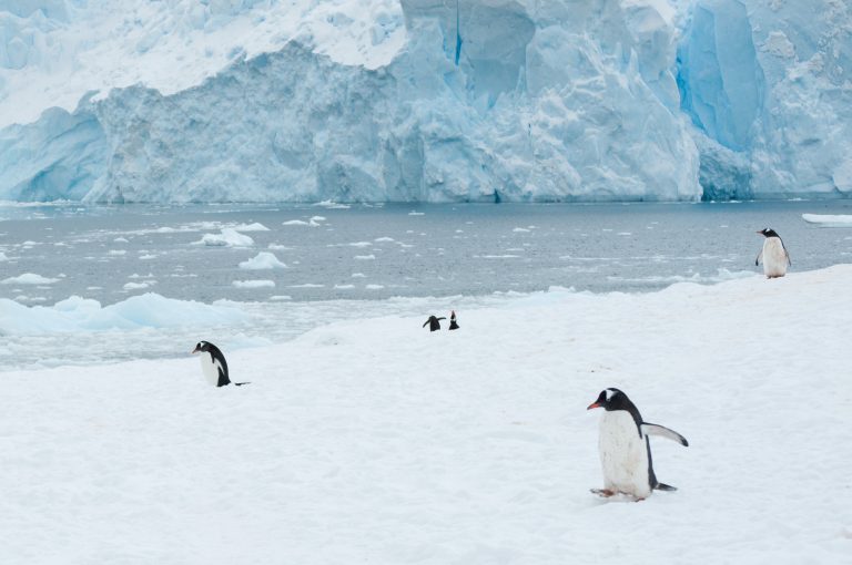 20151119-Antarctica Nikon-638