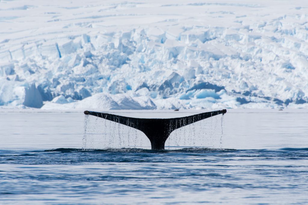 Humpback whale fluke