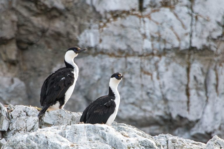 Blue-eyed shags on rocks