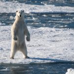 Polar Bear standing on ice floe on an Arctic Polar Bear trip.