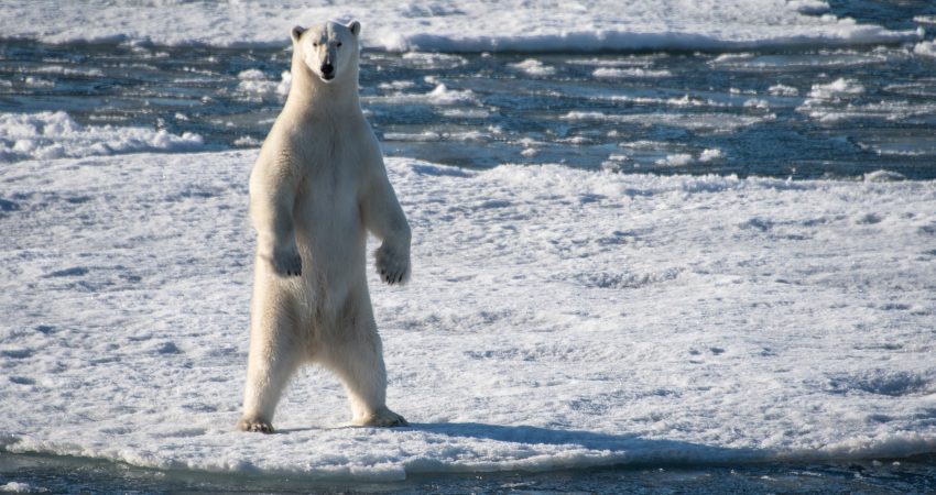 Polar Bear standing on ice floe on an Arctic Polar Bear trip.