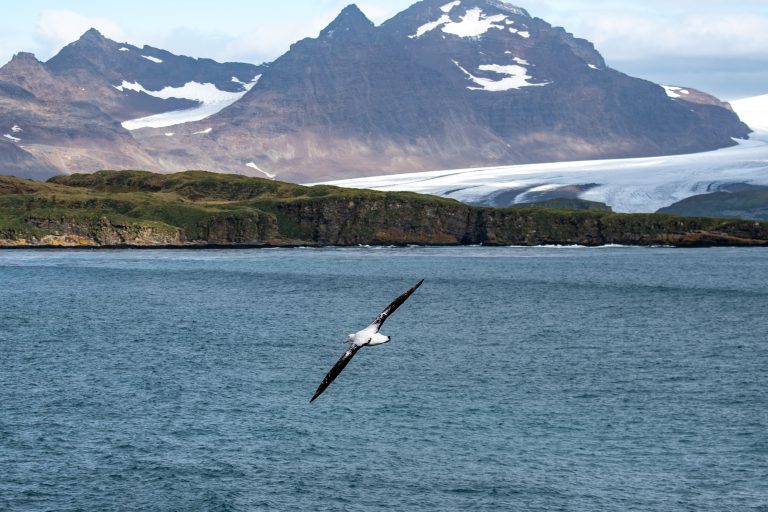 Albatross soaring around the ship on South Georgia cruises