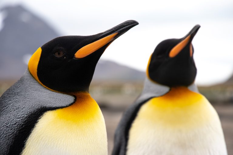 King Penguins are a highlight of South Georgia cruises