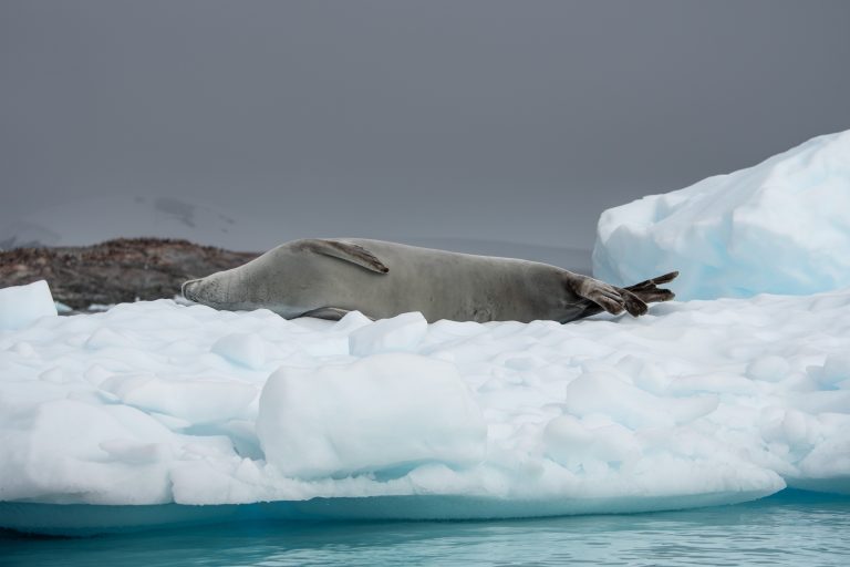 20240207-Antarctica Seaventure-1518