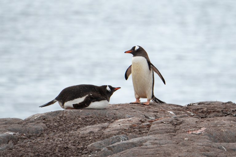 20240207-Antarctica Seaventure-1563