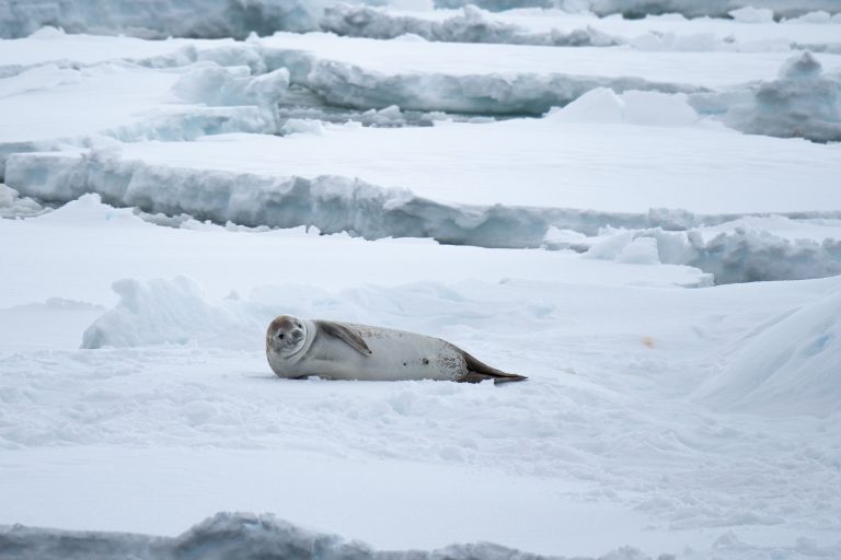 20240207-Antarctica Seaventure-696