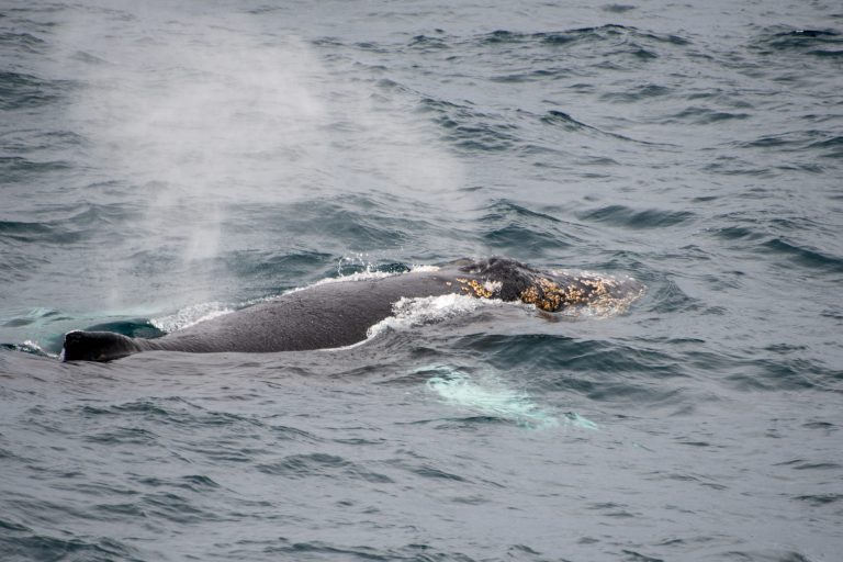 Humpback whale swimming in Antarctica