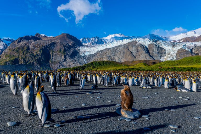 PL-South-Georgia-Penguins-Beach