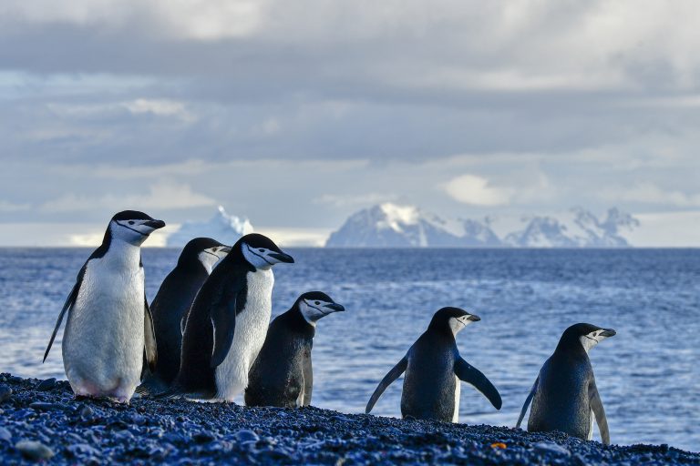 Wildlife_Chinstrap-Penguins-Deception-Island