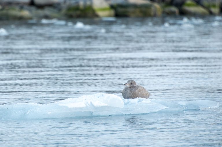 20160830-Svalbard-100