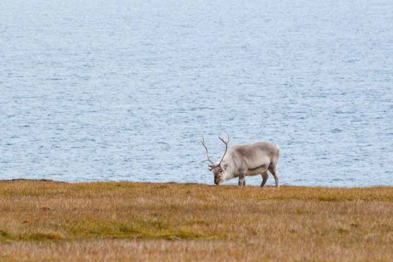 20160830-Svalbard-1466