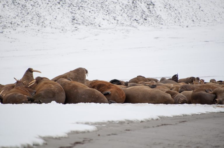 20160830-Svalbard-438