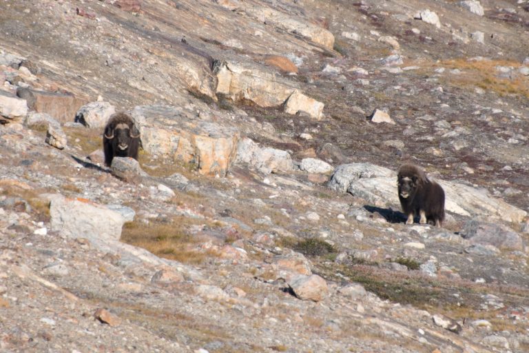 20180901-E Greenland-860