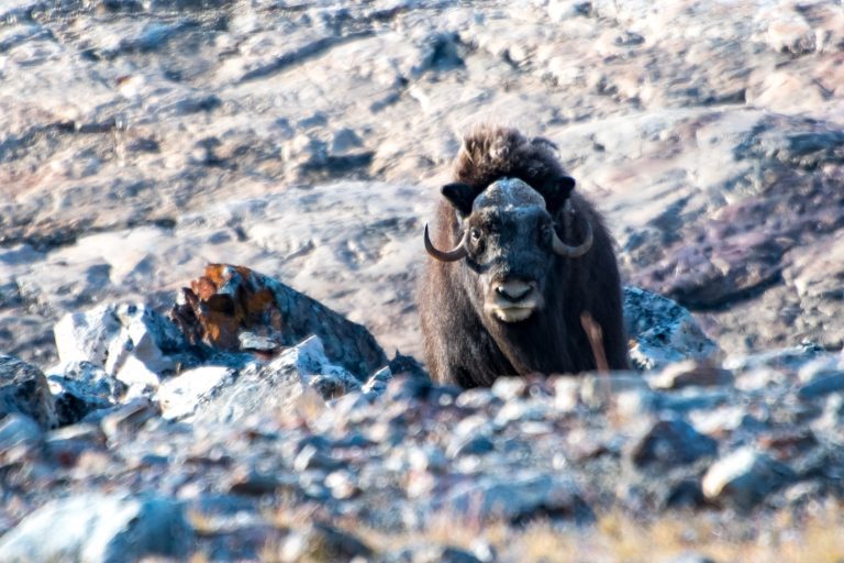 20180901-E Greenland-874