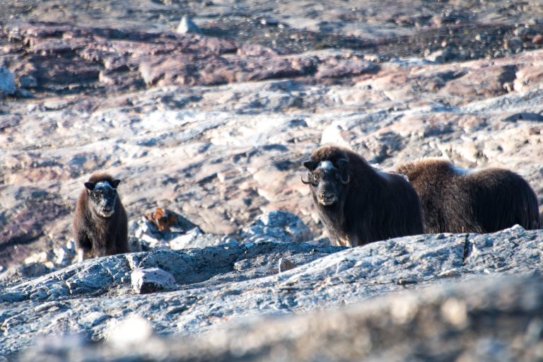 20180901-E Greenland-888