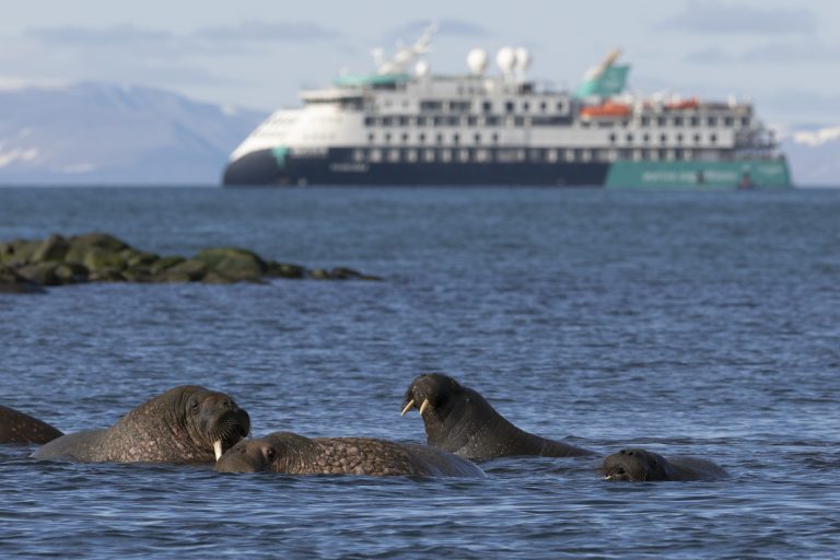 Walrus, Russebukta, Greenland, Scott Portelli